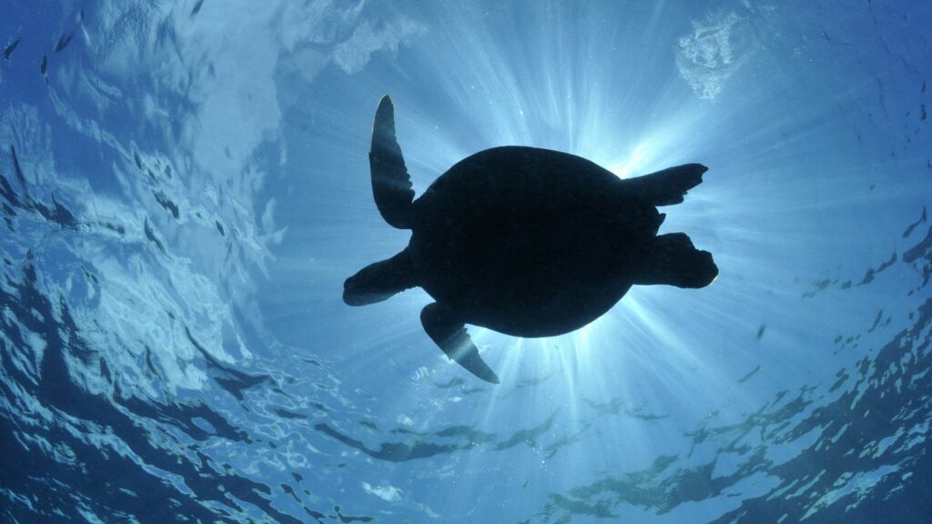 Majestic Sea Turtle Wallpaper: Illuminated Silhouette at 1920x1080