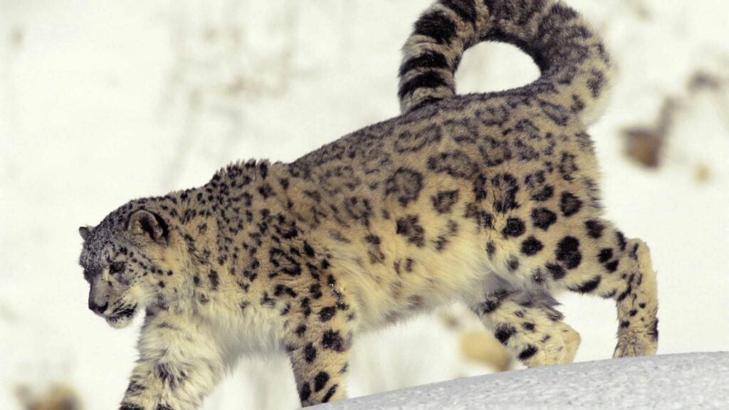 Majestic Snow Leopard Wallpaper - Stunning 1920x1080 Snow Scene