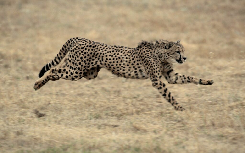 Stunning Cheetah Jump Wallpaper - 1920x1200 Dynamic Background