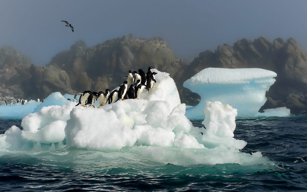 Stunning Antarctic Penguins Ready to Jump - 1920x1200 Wallpaper