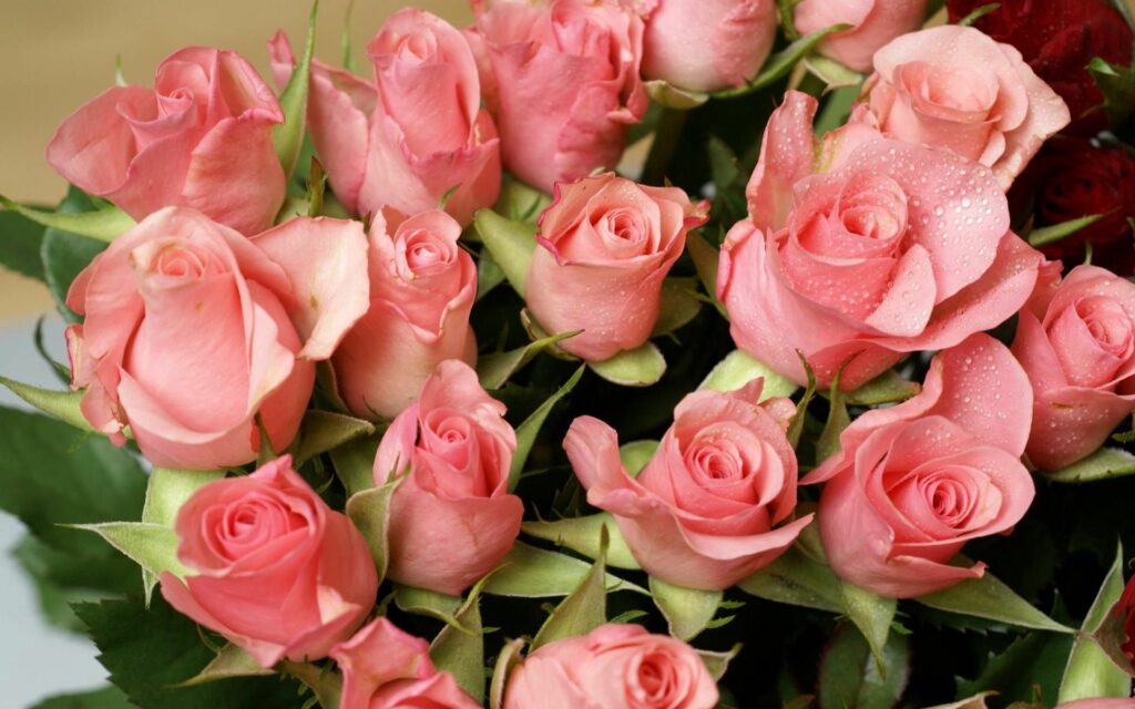 Serene 1920x1200 Pink Roses Wallpaper with Water Droplets