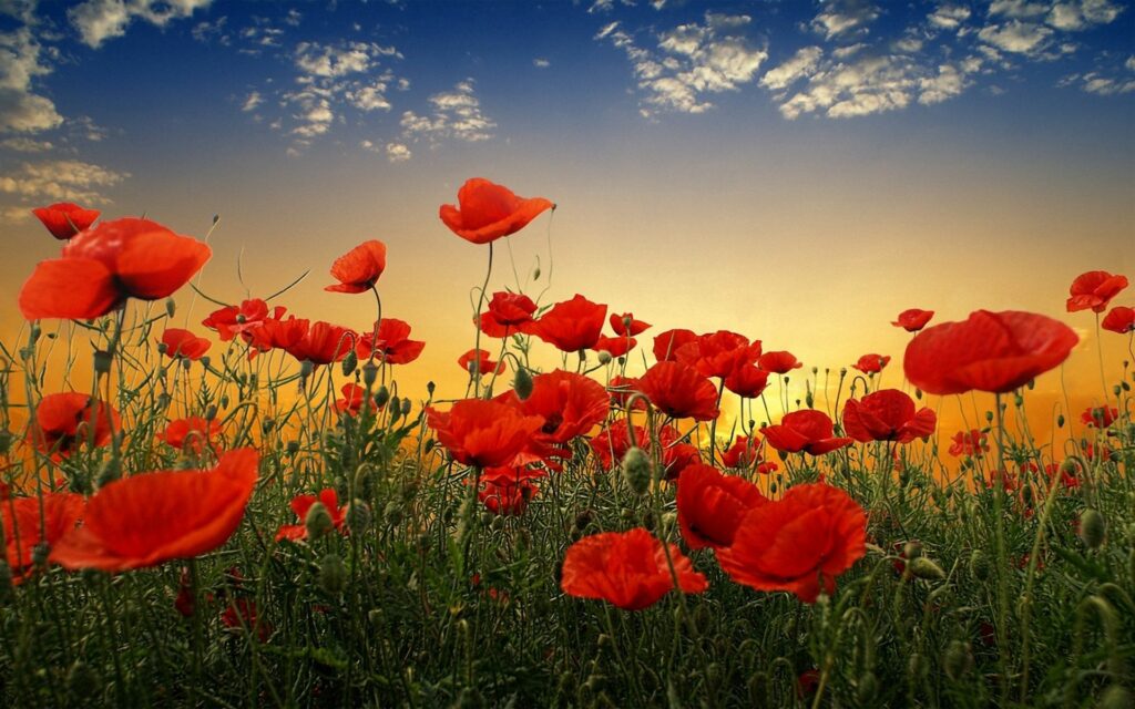 Vibrant Red Poppy Field Wallpaper at Sunset - Stunning 1920x1200 Background