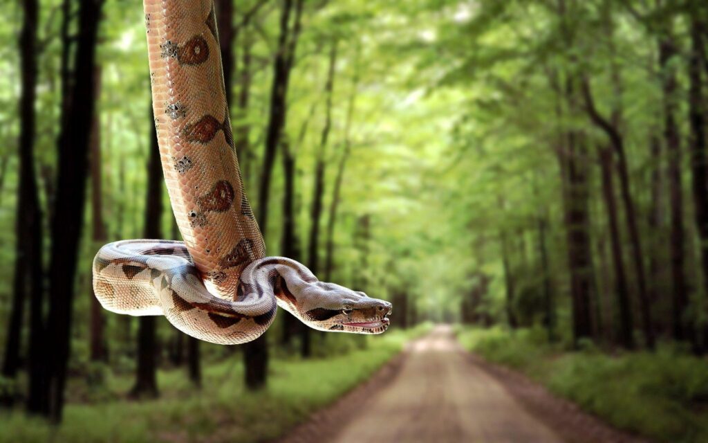 Close-Up Snake Wallpaper in Serene Forest with Blurred Road