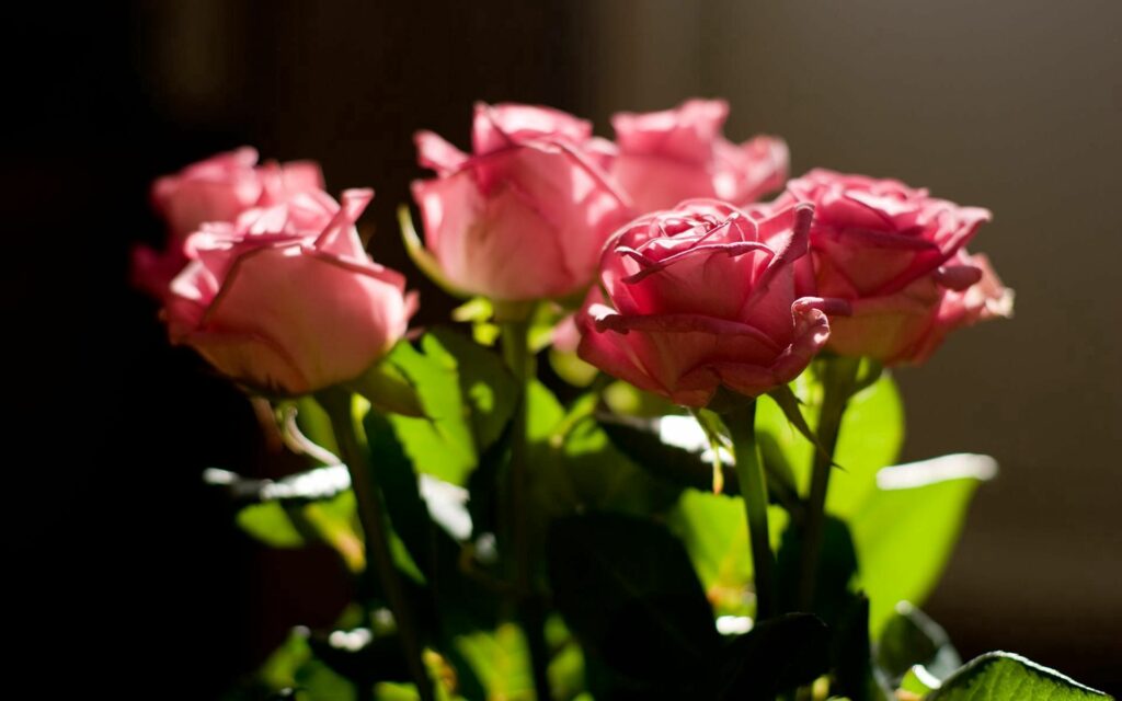 Vibrant Pink Rose Bouquet 1920x1200 Wallpaper – Soft Natural Light