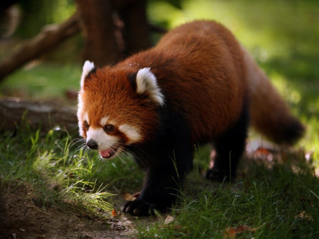 Beautiful Red Panda Wallpaper | Sunlit 1920x1440 Nature Background