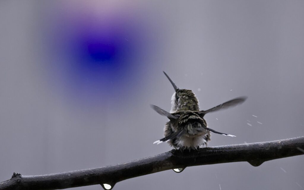 Stunning Hummingbirds Wallpaper: Vibrant Spray & Soft Purple Background
