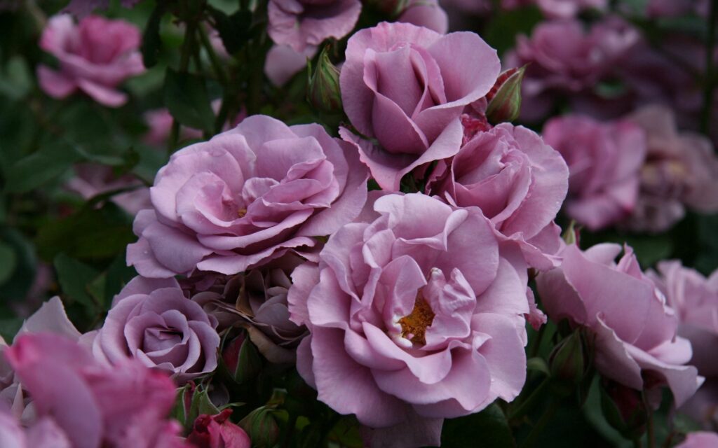 Blooming Pink Roses Wallpaper: Serene Garden Background 2560x1600