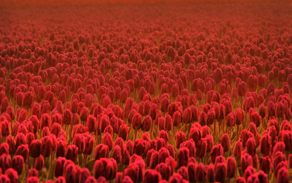 Vibrant Red Tulip Field Wallpaper - Spring Bliss 2560x1600 Background