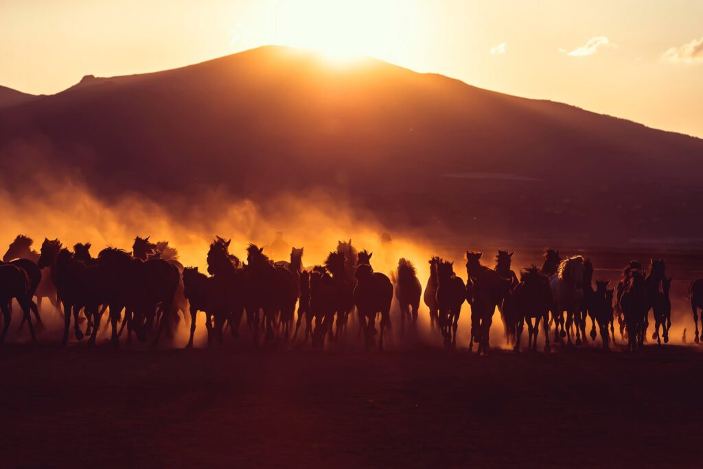Stunning 3000x2000 Horse Herd Wallpaper at Sunset - Wild Beauty