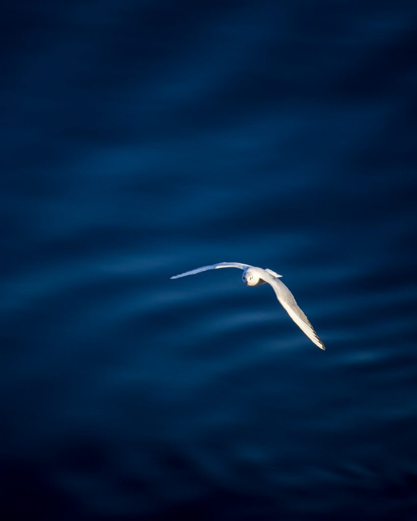 Stunning Seagull Soaring Over Deep Blue Waters - 4000x5000 Wallpaper