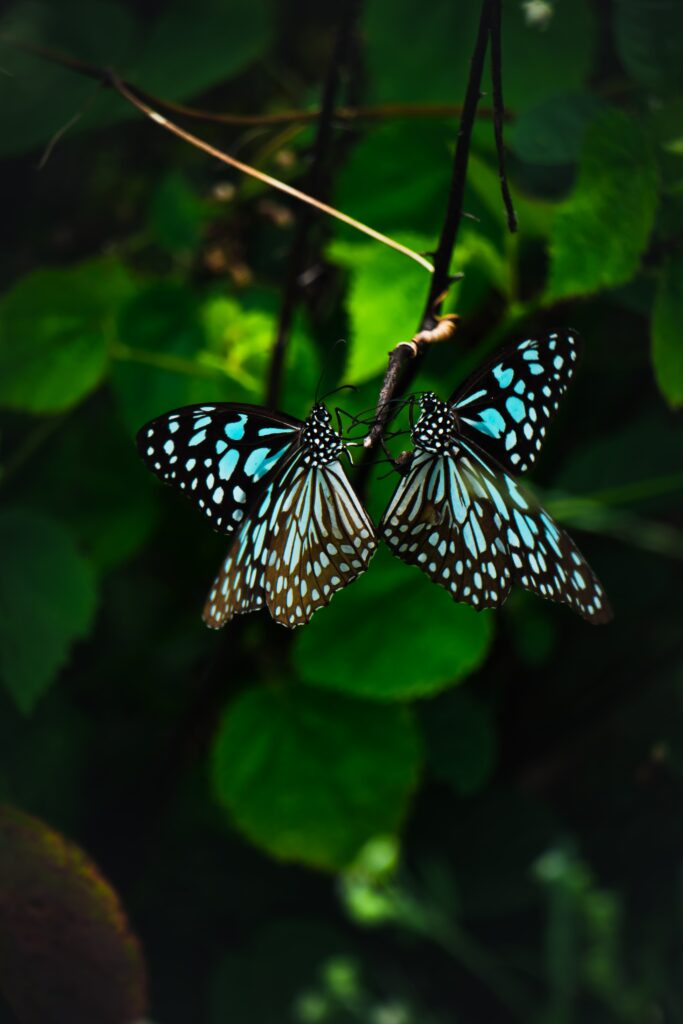 Stunning Butterfly Wallpaper: Vivid Tropical Background 4000x6000