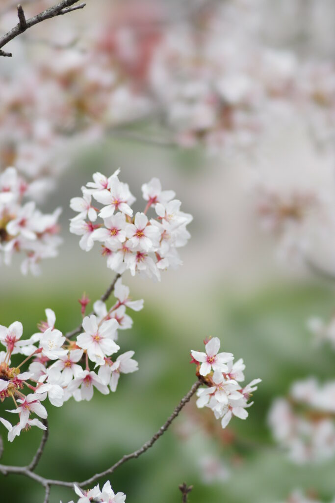 Stunning 4000x6000 Sakura Blossoms Wallpaper - Serene Spring Background