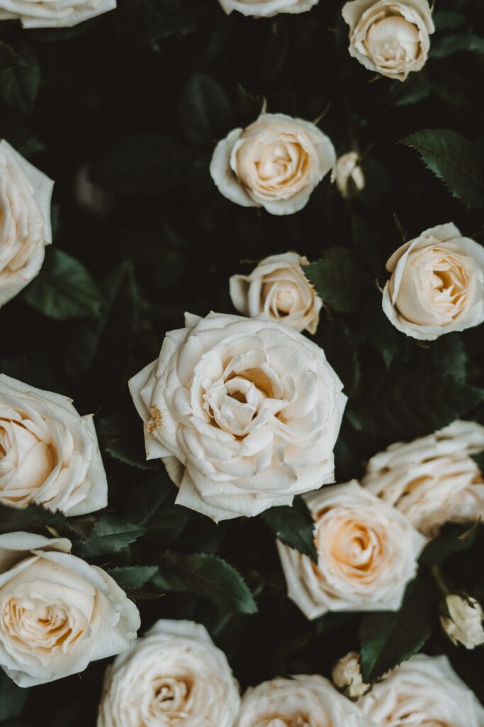 Stunning 4000x6000 Wallpaper of White Roses in Bloom - Floral Background