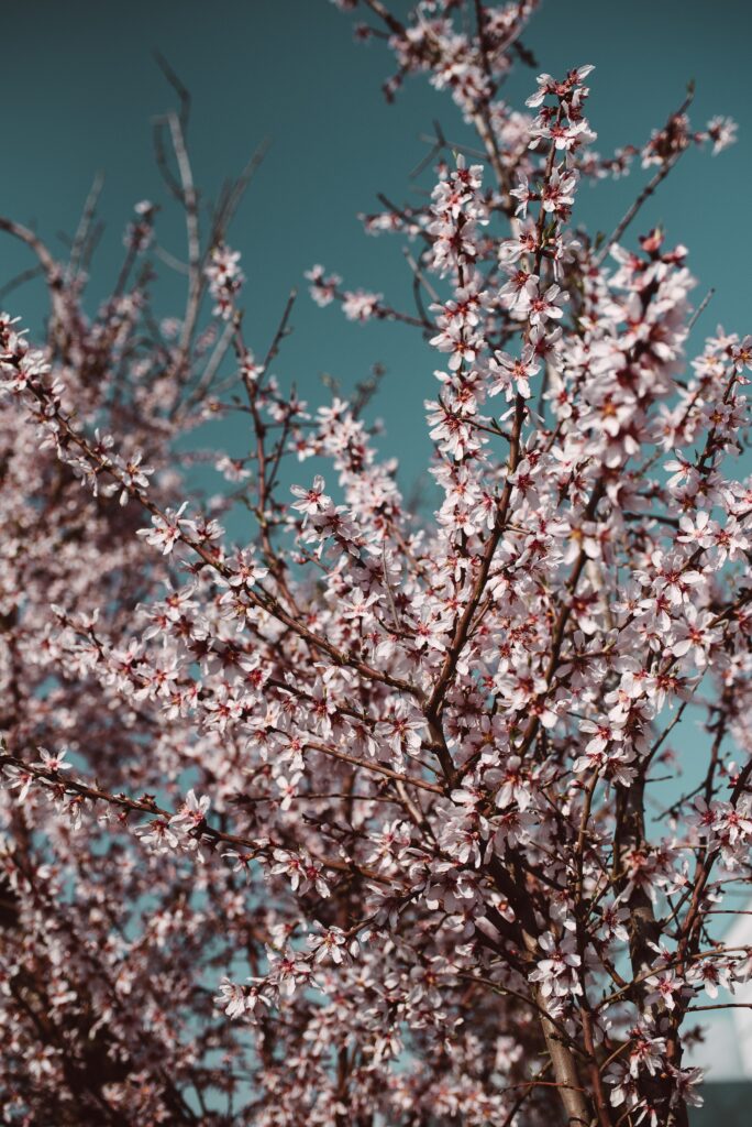 Stunning 4005x6000 Floral Wallpaper: Spring Blooms Against Clear Sky