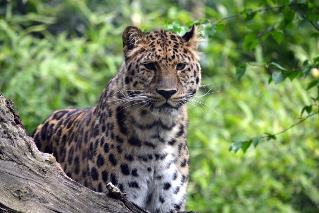 Stunning Leopard Wallpaper 4608x3072 - Wild Elegance in Greenery