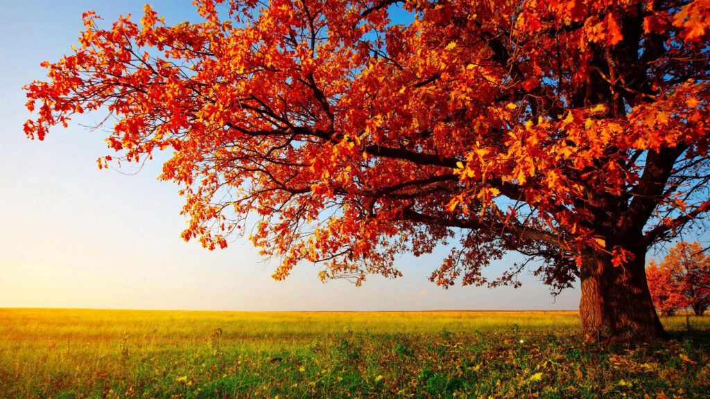 Vibrant 4K Autumn Blaze Tree Wallpaper Background - Nature's Beauty