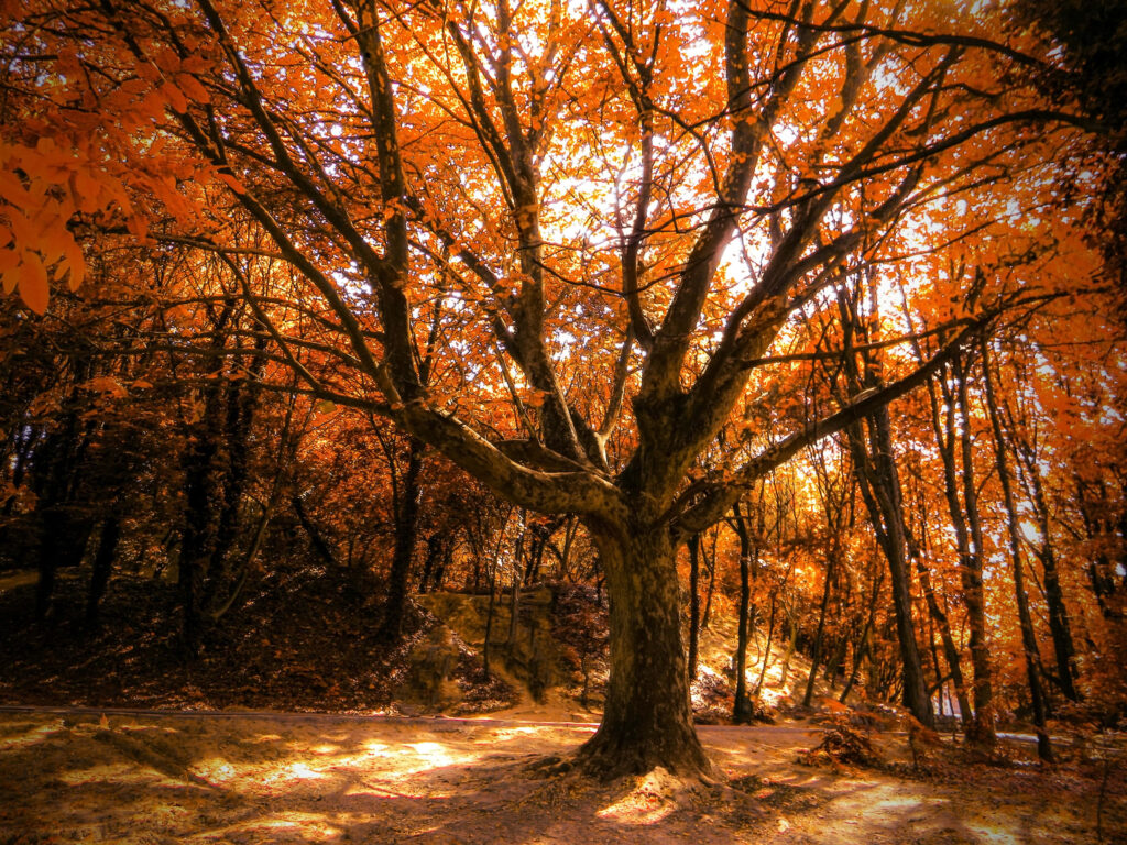 Serene Autumn Forest 4K Wallpaper - Majestic Tree & Golden Glow