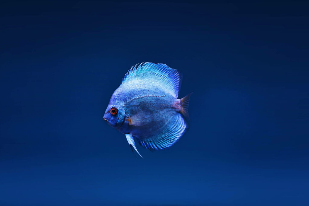 Vibrant Blue Discus Fish 4K Ultra HD Wallpaper Background