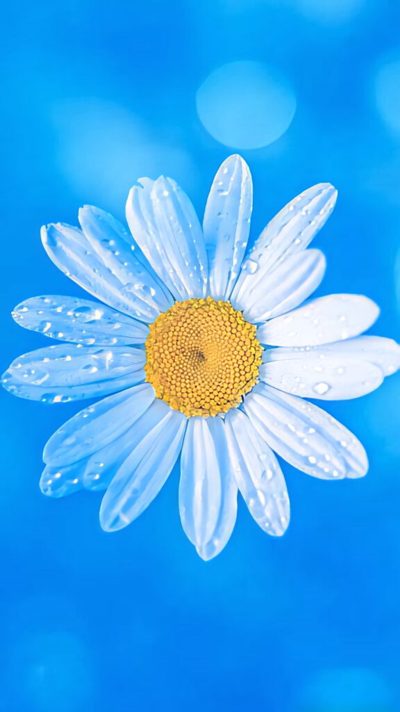 Vibrant Daisy Flower Wallpaper - Stunning 4K with Blue Background
