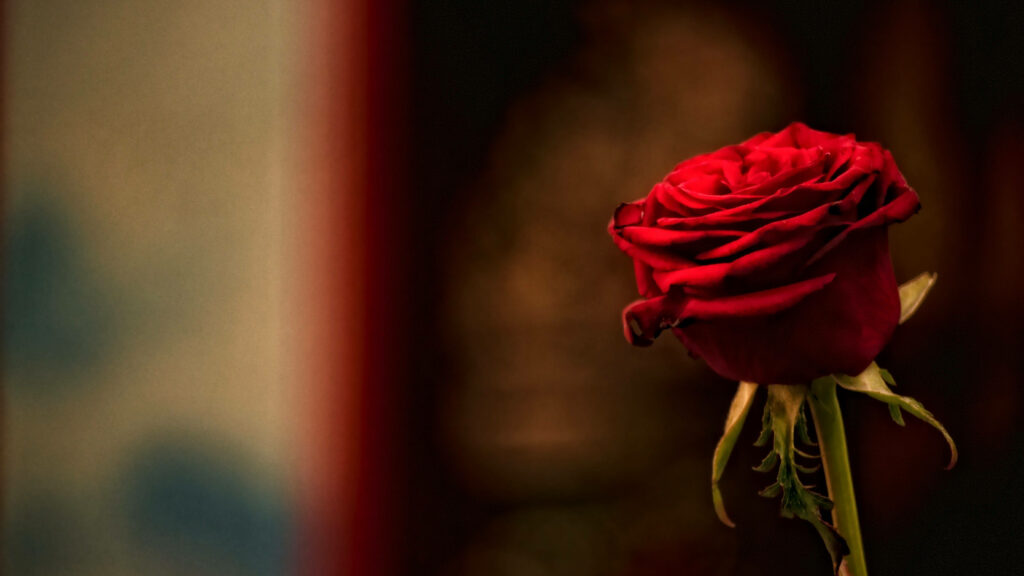 Elegant Dark Red Rose 4K Wallpaper with Softly Blurred Background