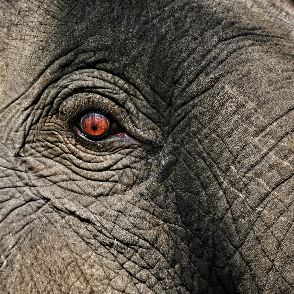 Stunning 4K Elephant Eye Wallpaper - Majestic Texture & Gaze