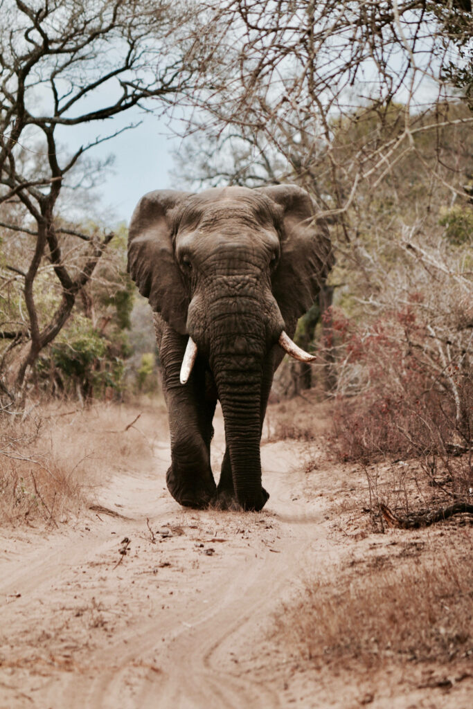 Majestic Elephant 4K Wallpaper: Serene Forest Path Scene