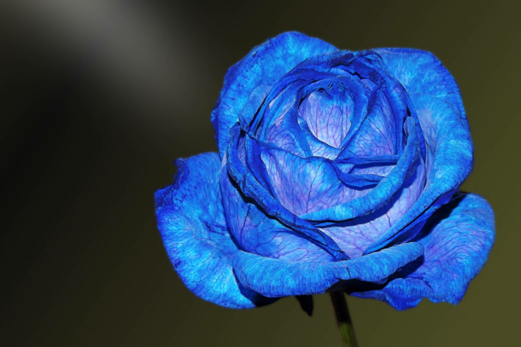 Exquisite 4K Blue Rose Wallpaper: Delicate Petals & Vibrant Hue