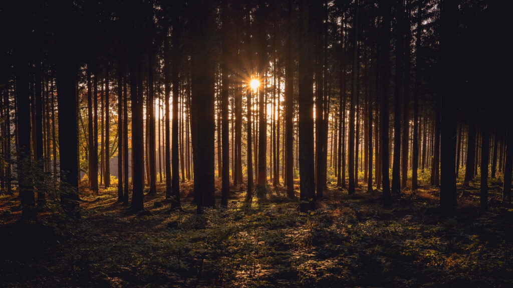Serene Forest Sunset: Stunning 4K Wallpaper Background