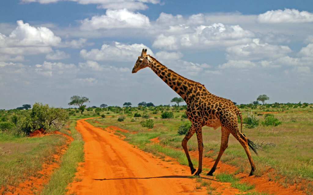 Majestic Giraffe on Red Dirt Path - Stunning 4K African Landscape Background Wallpaper