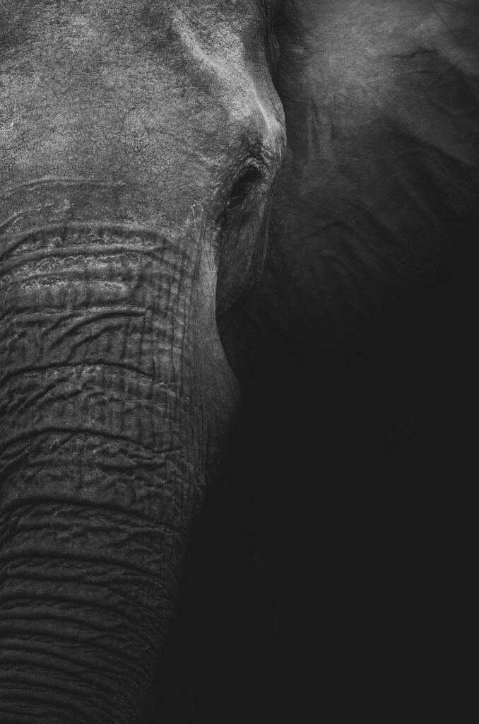 Stunning 4K Grayscale Elephant Portrait - Textured Skin Wallpaper