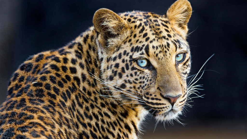 Stunning 4K Leopard Wallpaper: Intense Gaze & Spotted Coat Background