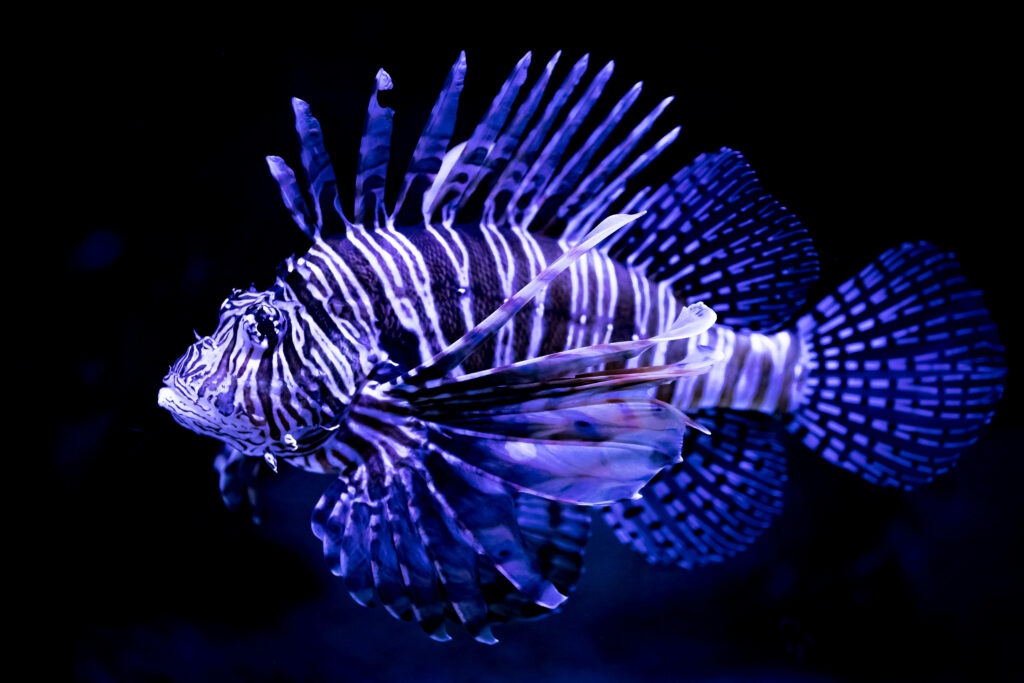 Vibrant Lionfish 4K Ultra HD Wallpaper - Mesmerizing Aquatic Scene
