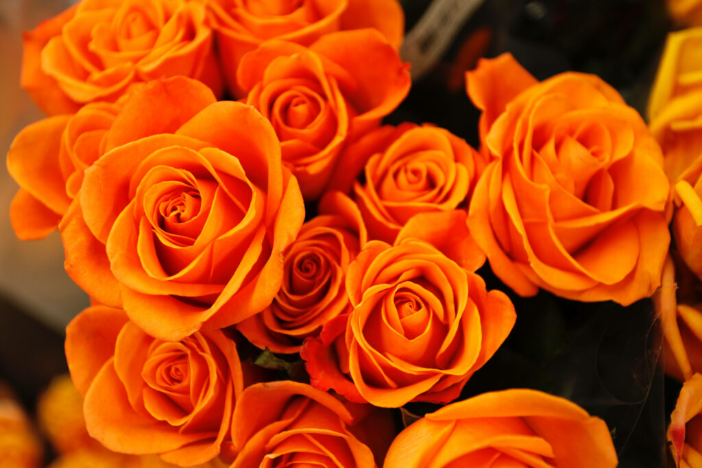 Stunning Close-Up 4K Orange Roses Wallpaper - Floral Beauty Background