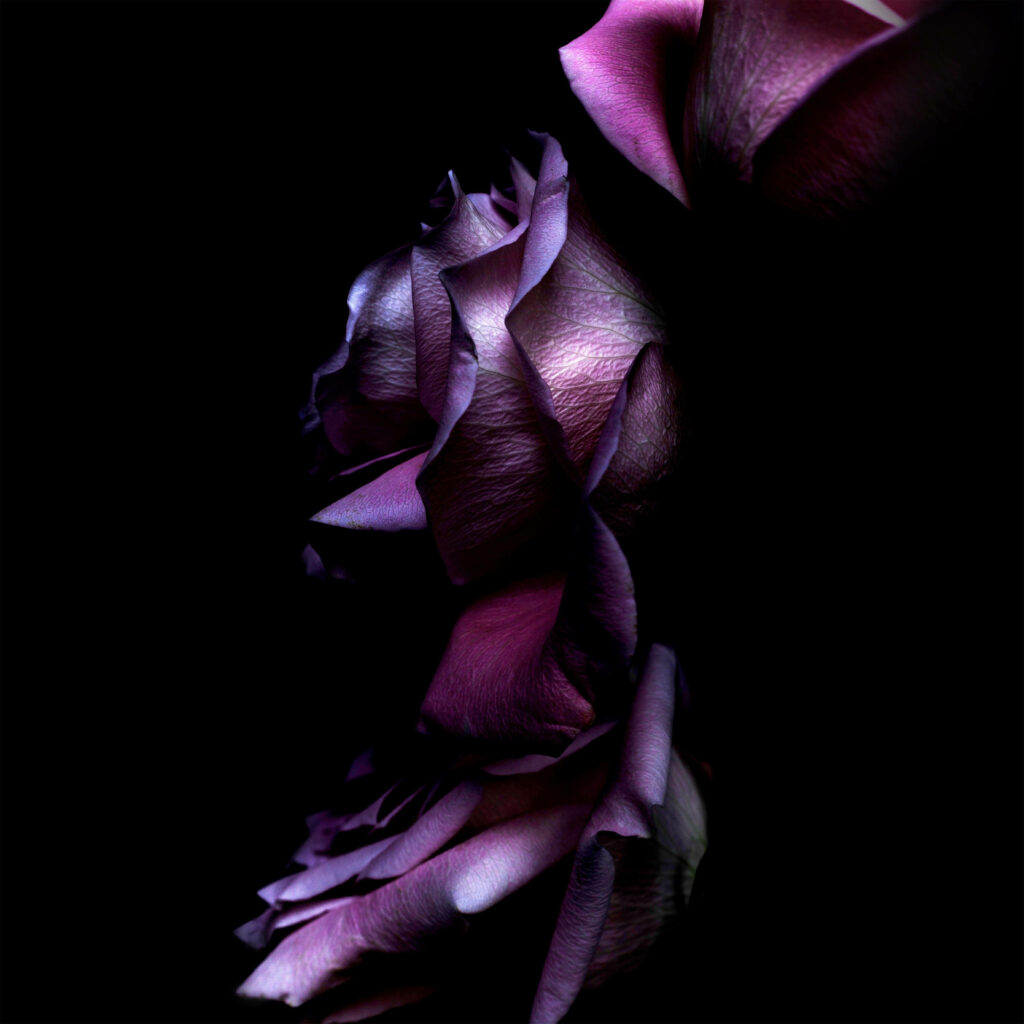 Elegant 4K Purple Roses Wallpaper on Dark Background
