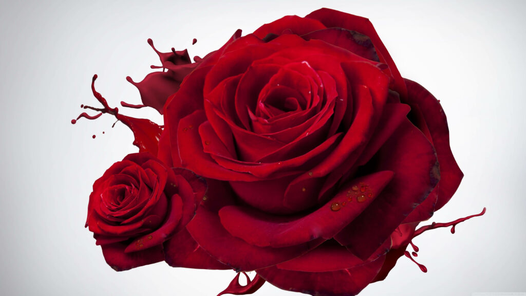 Vibrant Red Rose 4K Wallpaper with Artistic Paint Splashes