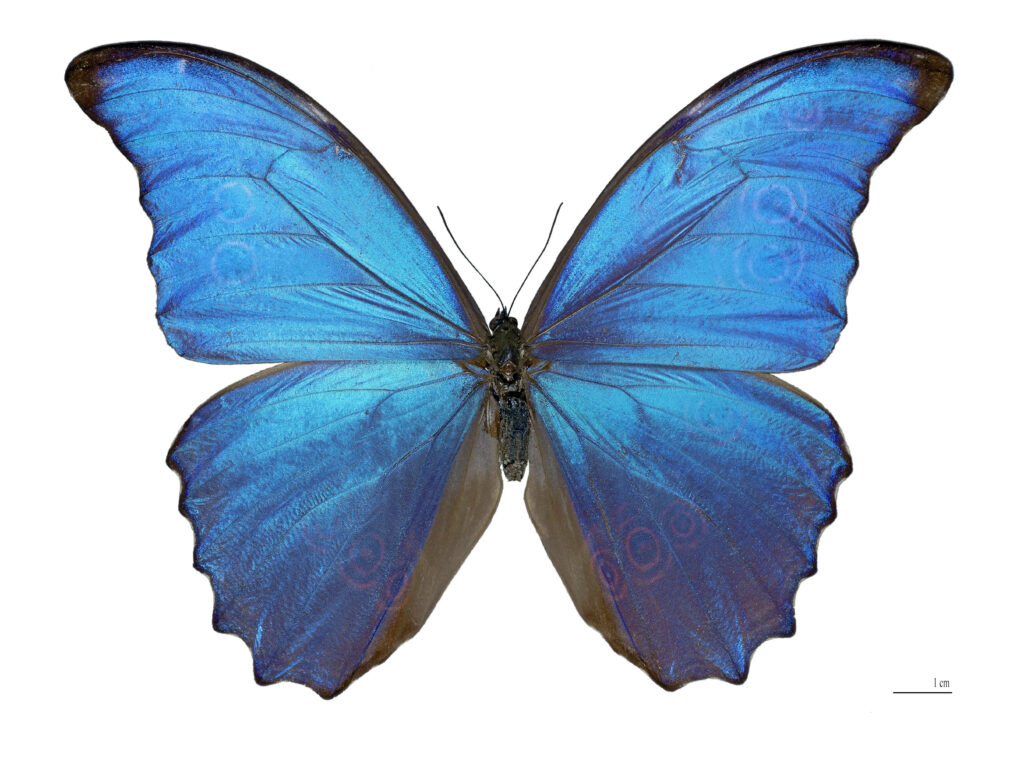 Stunning 4K Wallpaper: Giant Blue Butterfly with Intricate Patterns