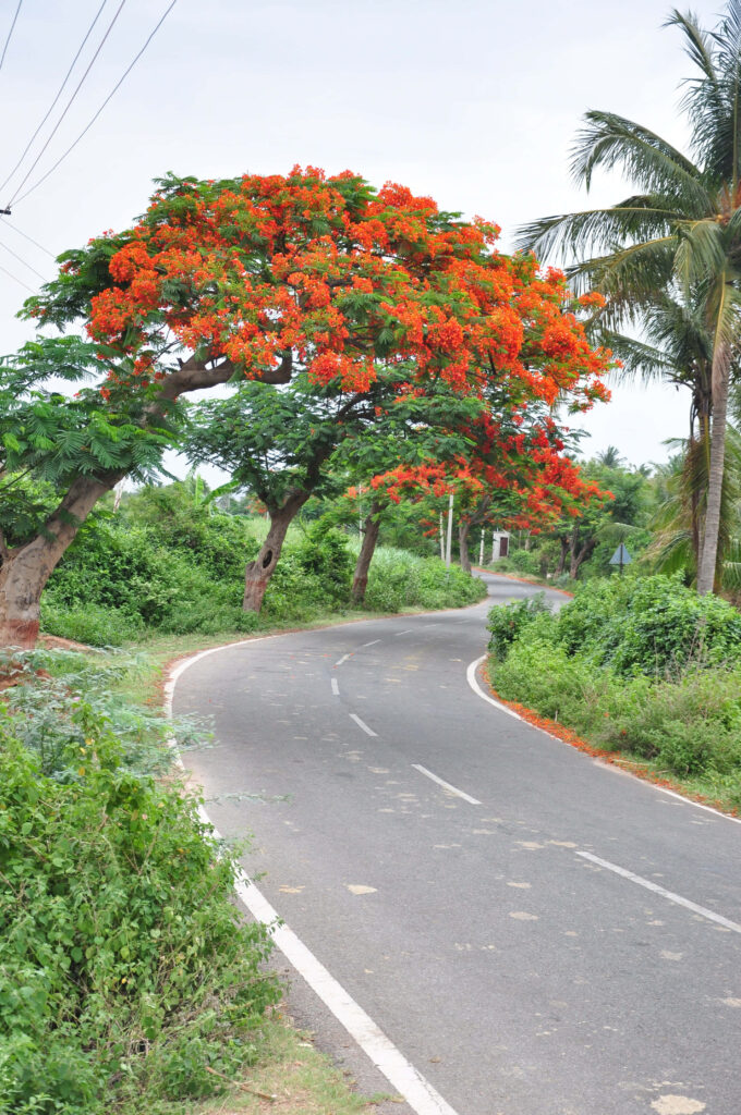 Vibrant 4K Wallpaper: Lush Green Tree & Red Blossoms in Countryside