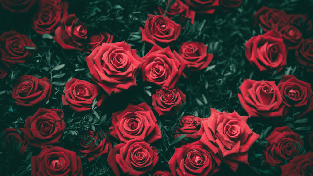 Vibrant 4K Wallpaper: Stunning Red Roses on Dark Green Background