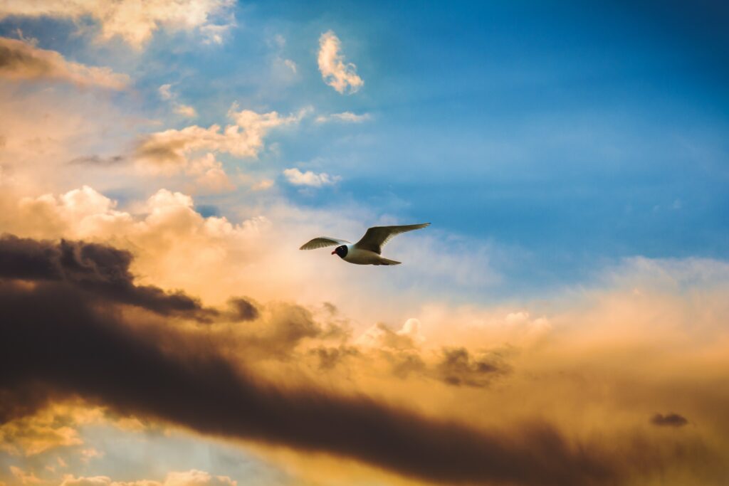 Stunning Bird Wallpaper: Soaring in Sunset Hues Amid Dramatic Clouds