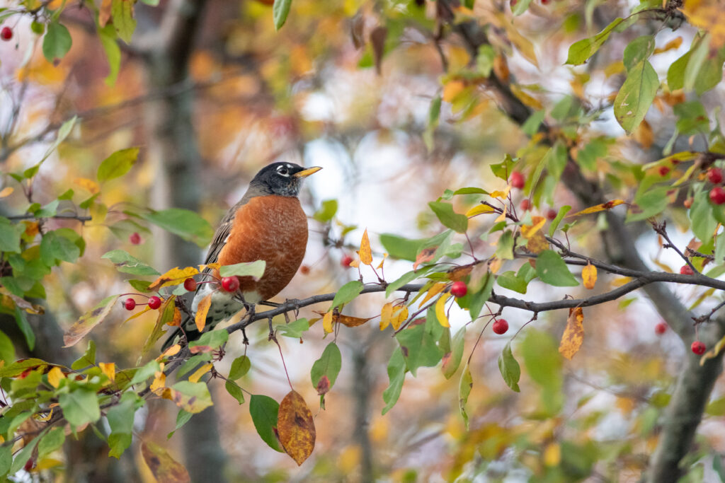 Thrush on Branch: Stunning 5372x3581 Wallpaper of Wildlife Beauty