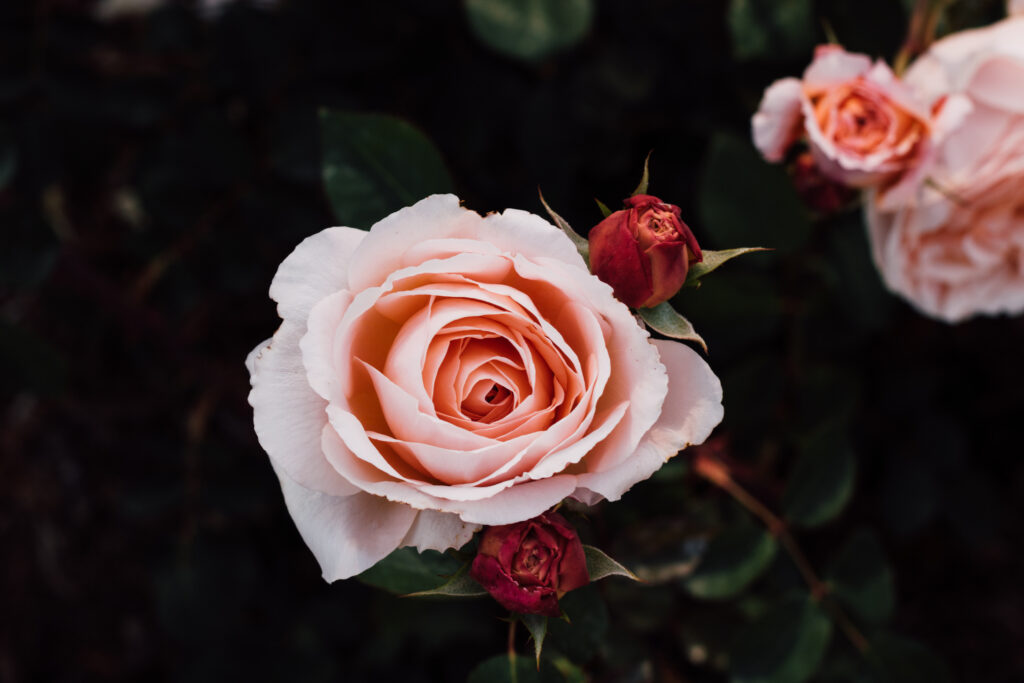 Stunning 6000x4000 Floral Wallpaper: Delicate Roses in Bloom