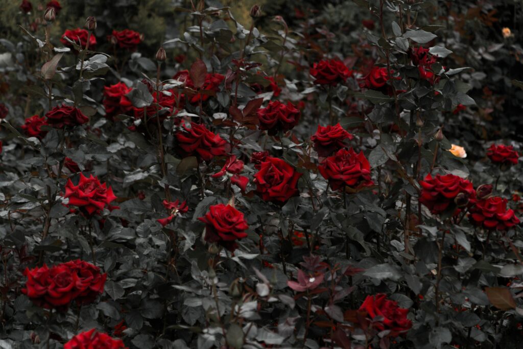 Vibrant Red Roses Wallpaper - Elegant Floral Background 6000x4000