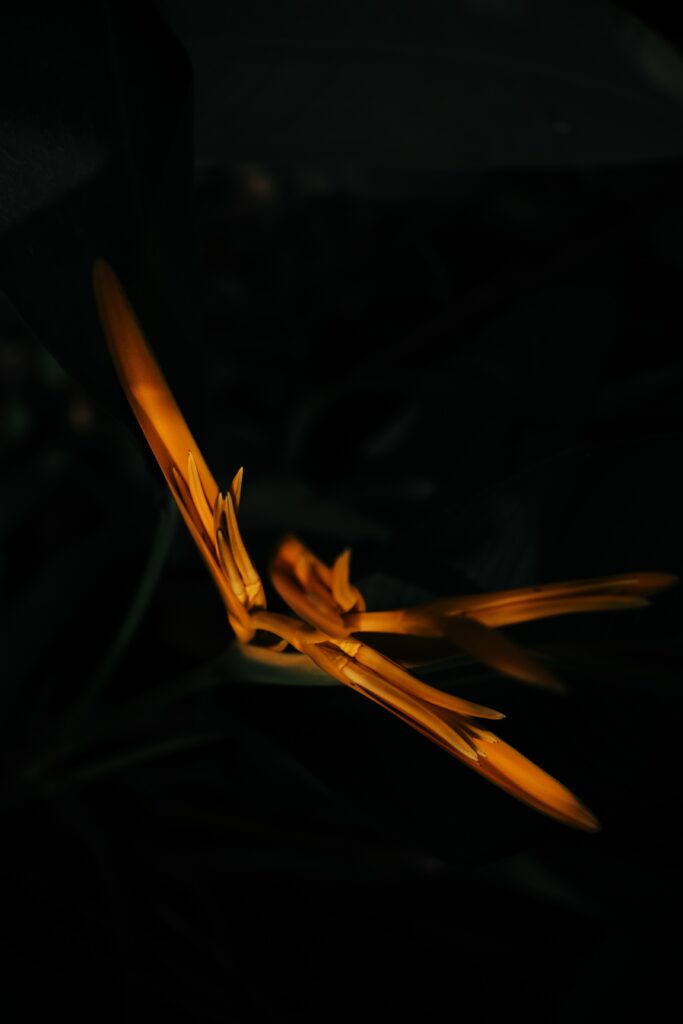 Stunning Macro Yellow Flower Buds Wallpaper on Dark Background