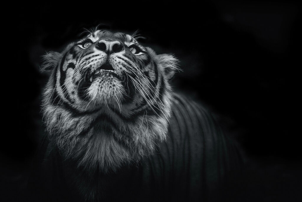 Majestic Tiger 8K Greyscale Wallpaper: Intense Gaze & Textured Fur
