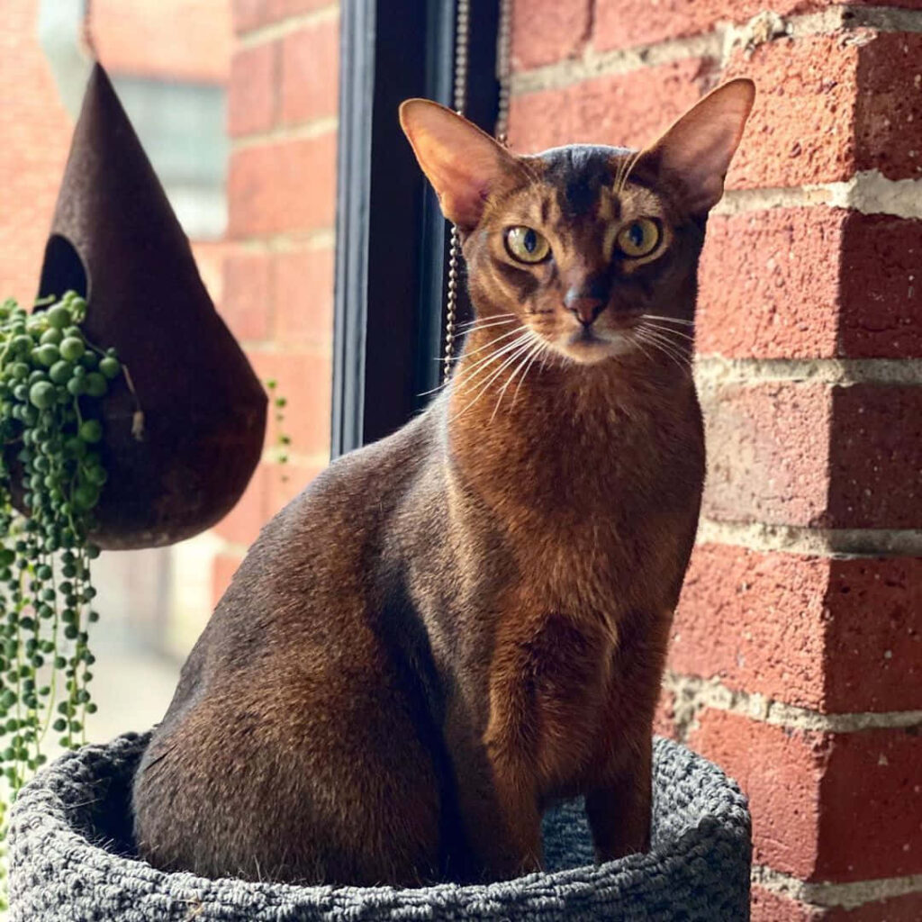 Elegant Abyssinian Cat Wallpaper: Graceful Scene by Window