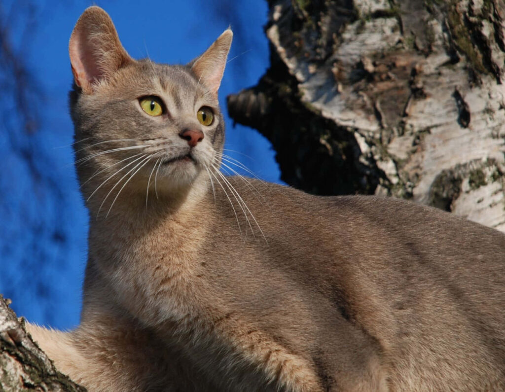 Graceful Abyssinian Cat Wallpaper: Elegant Feline on Tree Branch