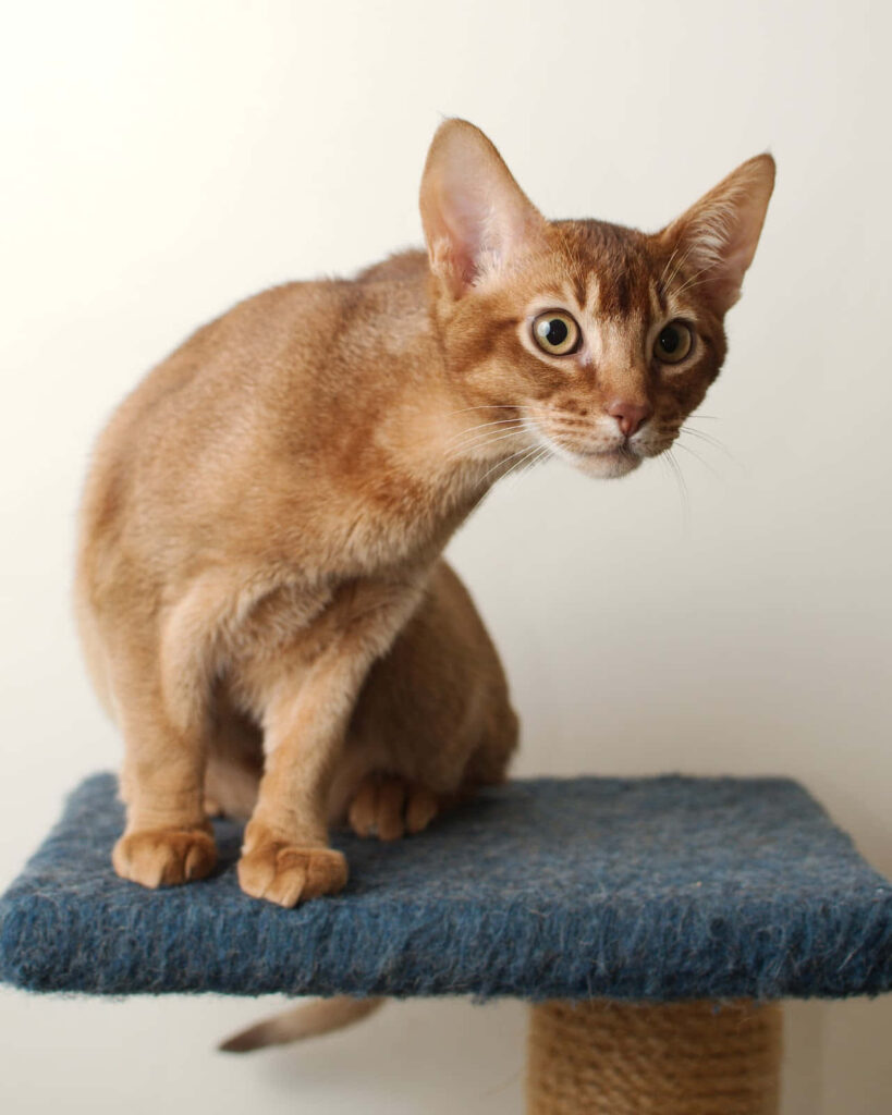 Stunning Abyssinian Cat on Cozy Blue Platform - Wallpaper Background