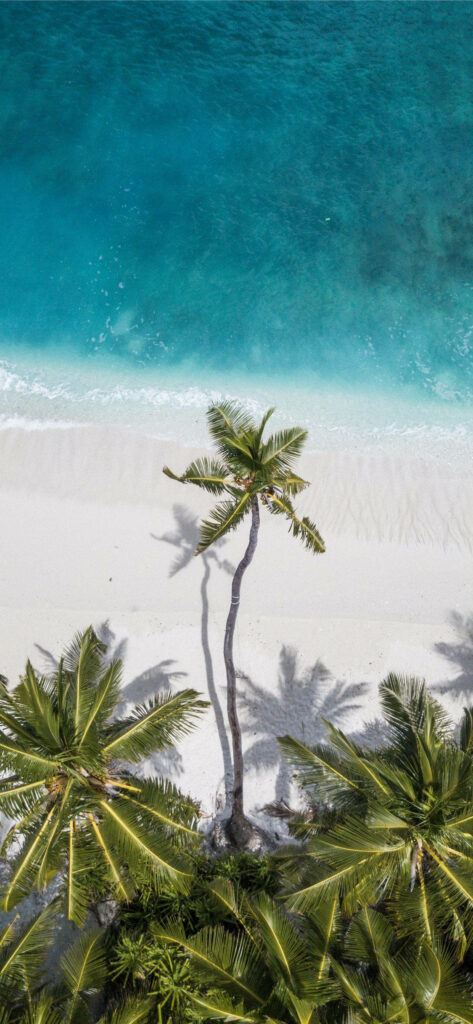 Stunning Aerial Beachscape Wallpaper with Coconut Tree & Turquoise Waters