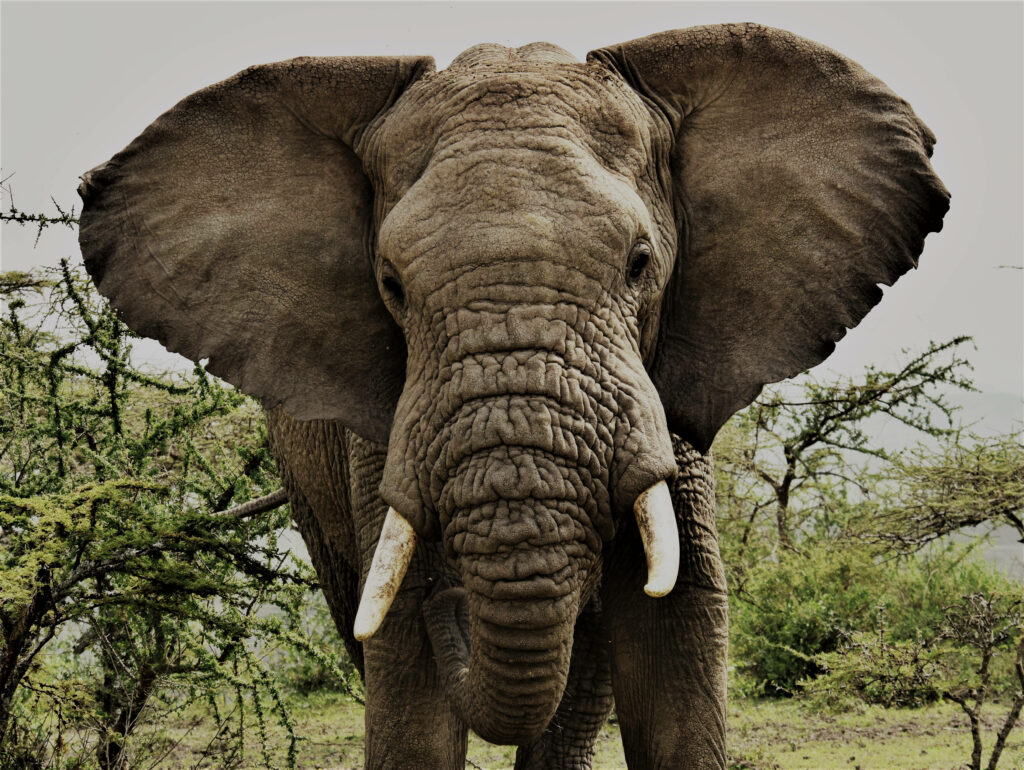 Majestic African Elephant Wallpaper in Lush Greenery Background