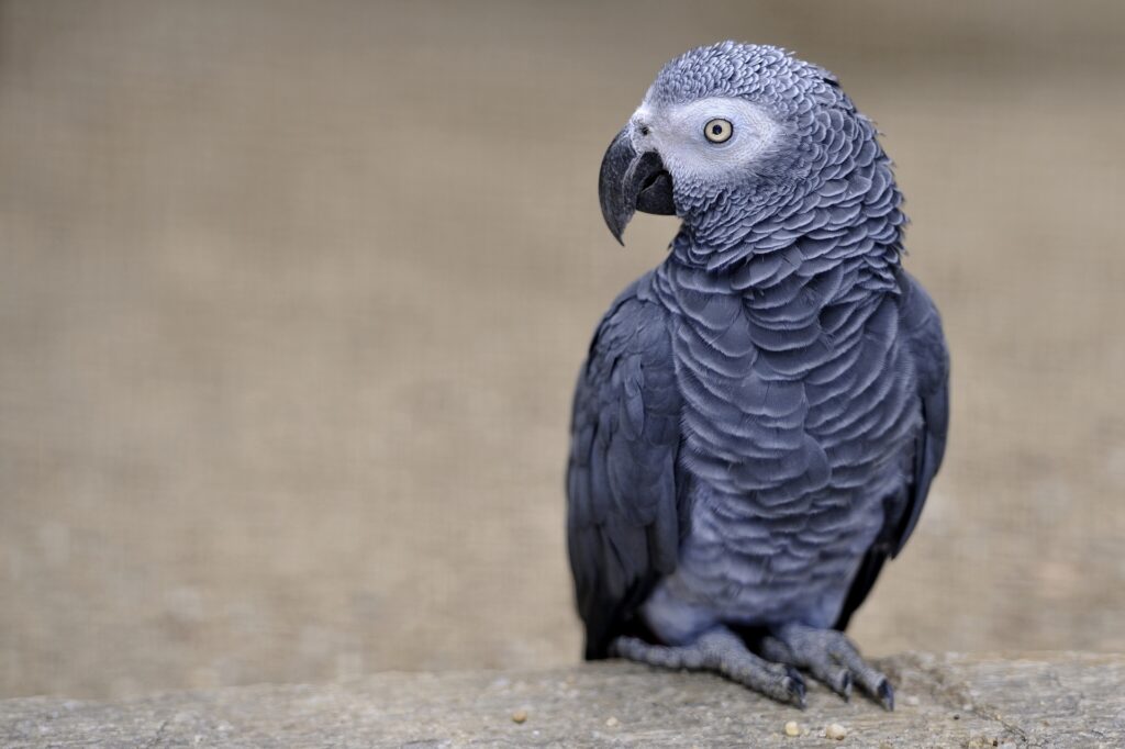 Stunning Close-Up of an African Grey Parrot Wallpaper
